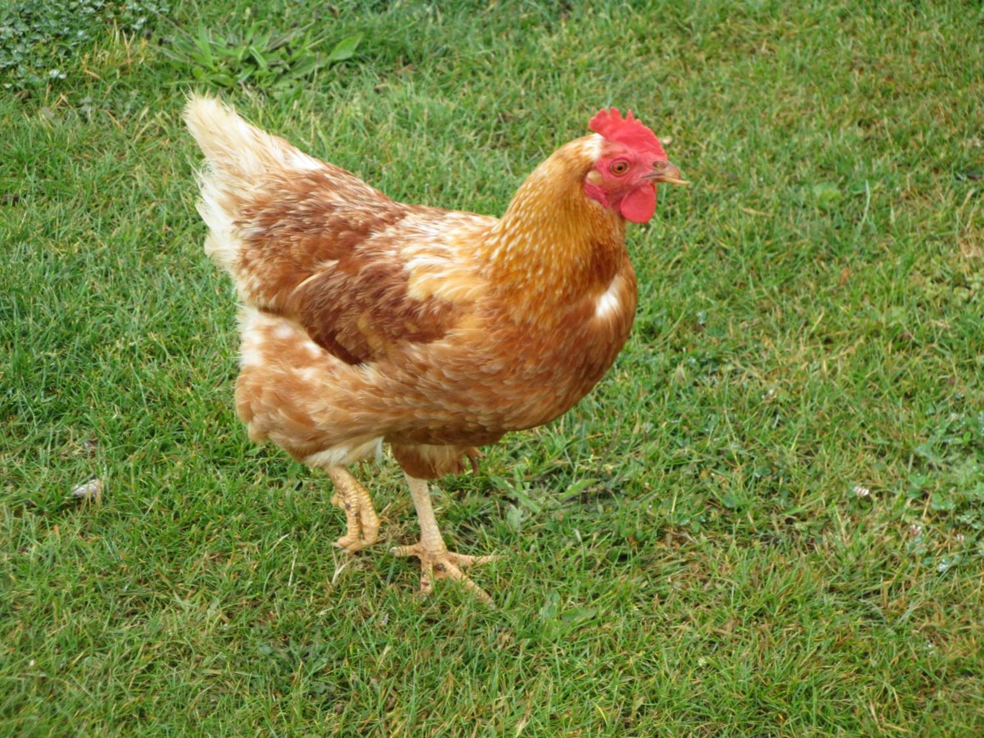 Gite Paimpol Le Poullou Exterior foto