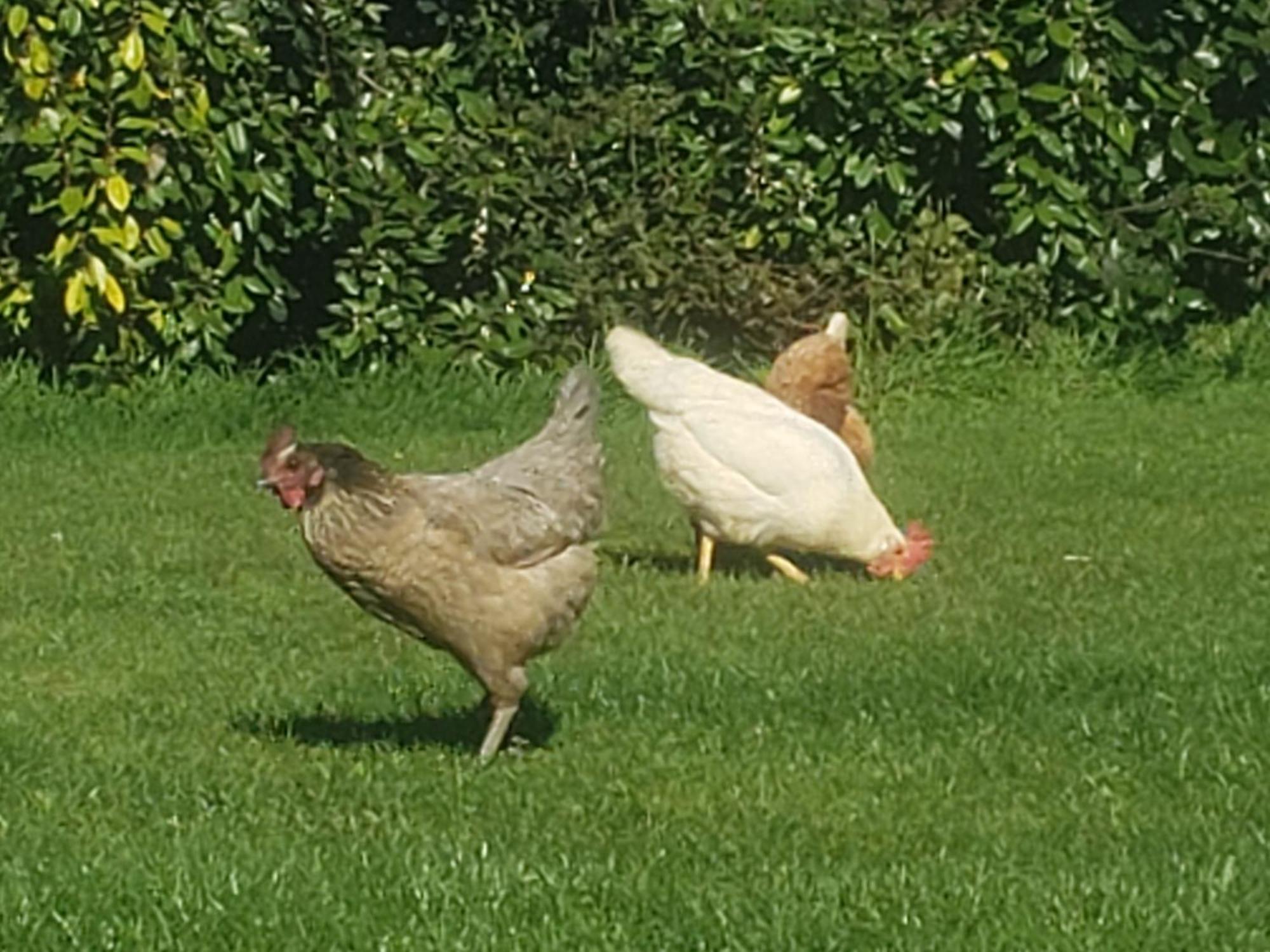 Gite Paimpol Le Poullou Exterior foto